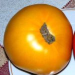 Плод сорта томата Микадо оранжевый