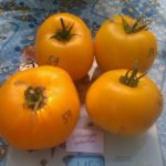 tomat Mikado oranzhevy 7