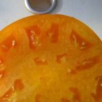 tomat Mikado oranzhevy 9