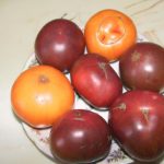 tomat Mikado oranzhevy chernyi