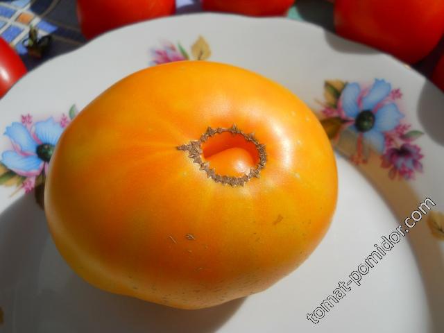 Плоды сорта томата Микадо оранжевый