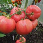 tomat Mikado rozovyi 1
