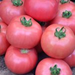 tomat Mikado rozovyi 2