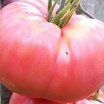 tomat Mikado rozovyi 3 1