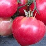 tomat Mikado rozovyi 5