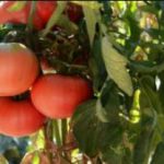 tomat Mikado rozovyi 6