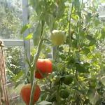 tomat Mikado sibiriko 1