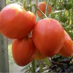 tomat Mikado sibiriko