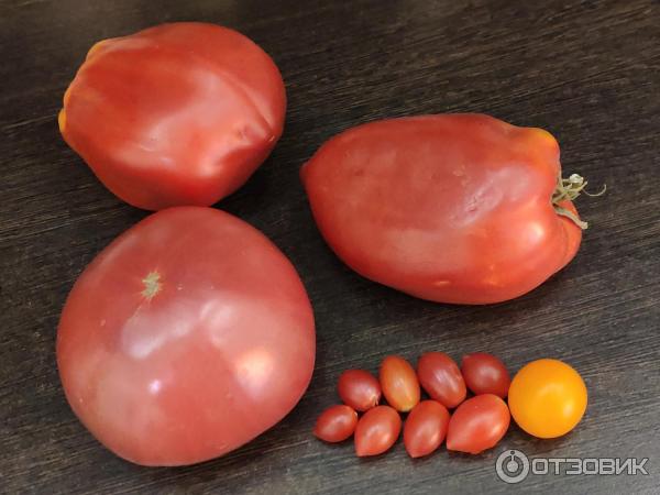 Разные помидоры