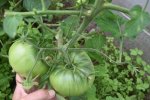 tomat mikado chernyi otzyv 1
