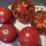 tomat mikdo chernyi