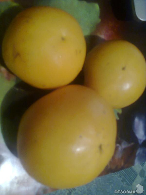желтые крупные томаты Микадо 