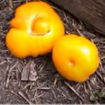 Желтые томаты