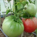 Зеленые и розовые томаты сорта Минусинский бурлак