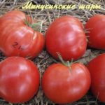 Урожай томатов сорта Минусинские шары