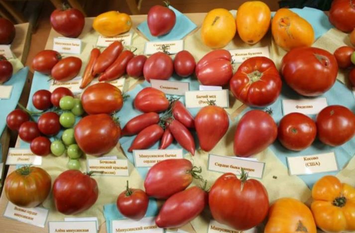 Разнообразие Минусинских томатов