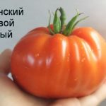 Плод помидора сорта Минусинский бочковой