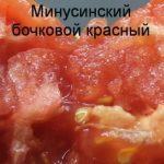Мякоть томата сорта Минусинского бочкового