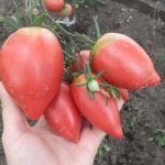 Кистевые помидоры