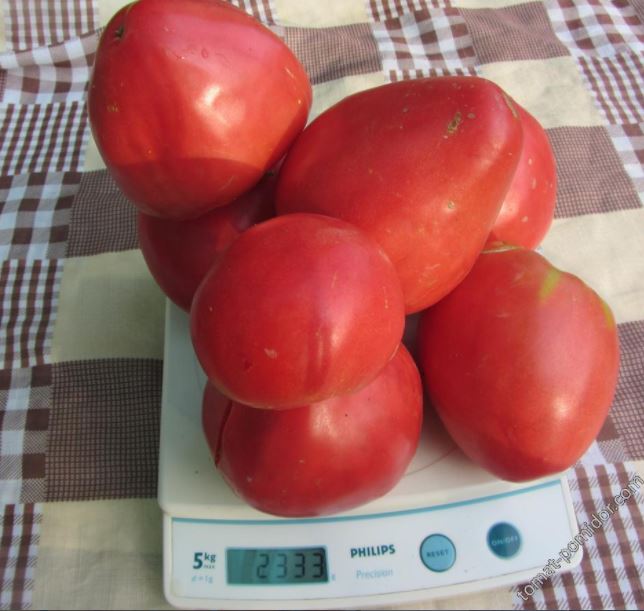 Спелые томаты