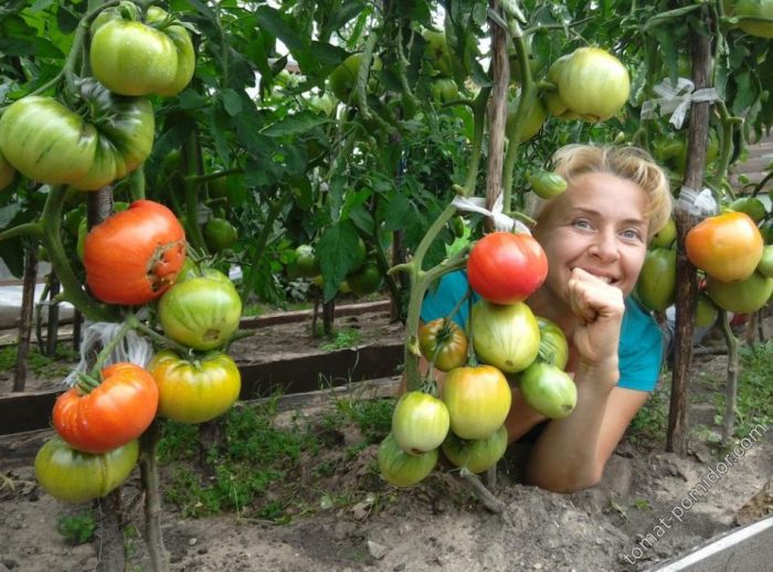 Белорусские томаты из Минусинских семян
