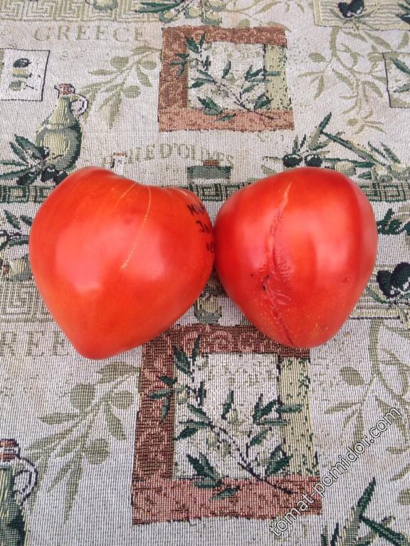 Два сердцевидных томата