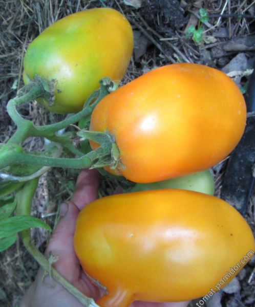 Желтые Минусинские томаты
