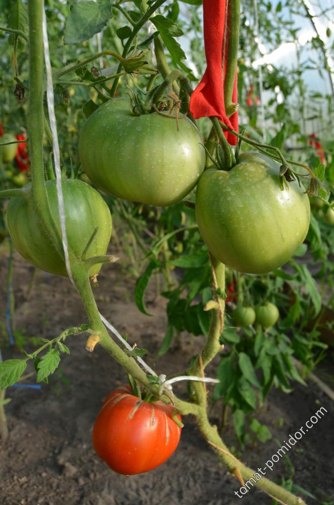 Грушанка томат