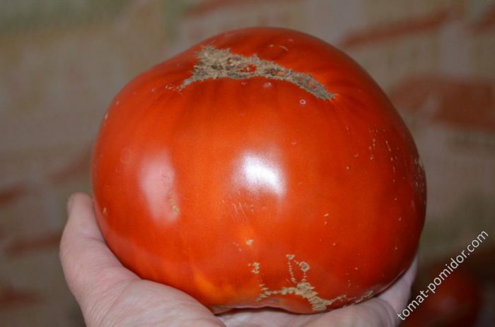 Красный томат Минусинский яблочный
