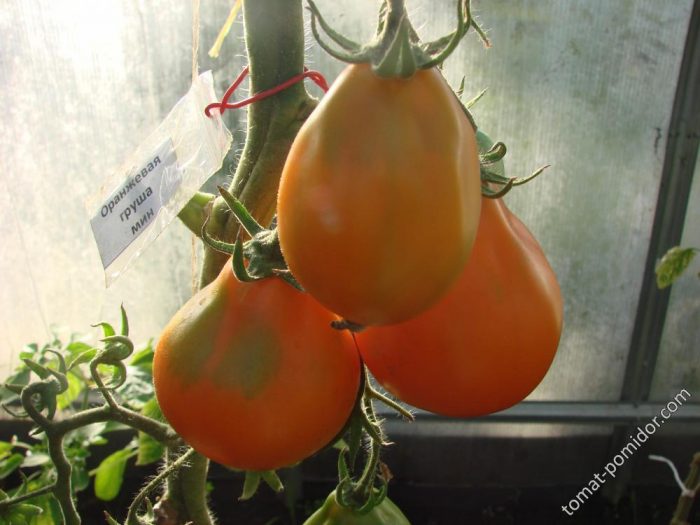 Сорт томата Оранжевый грушевидный