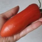 Длинный Минусинский перцевидный томат