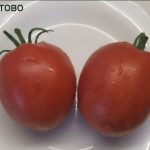 Спелые томаты сорта Солдатова