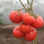 Урожайные томаты