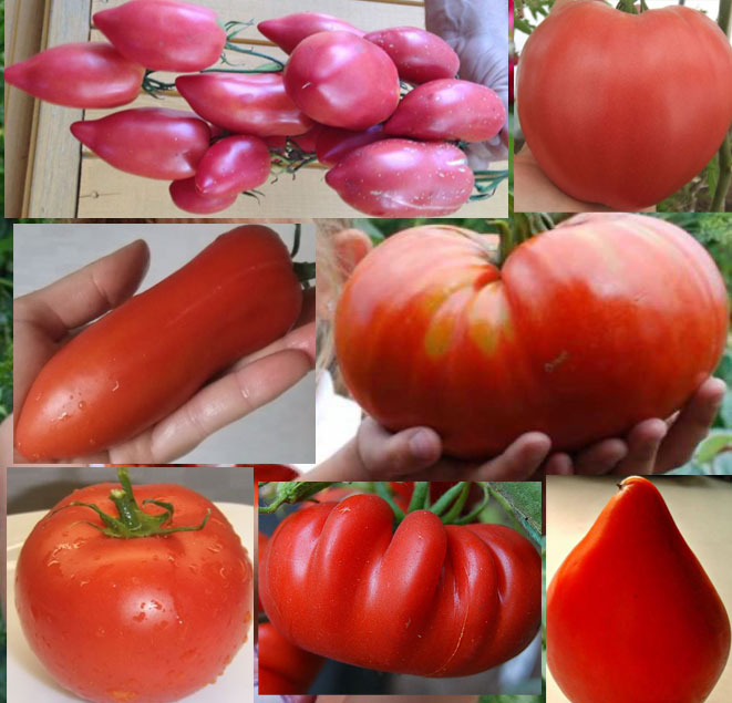 Минусинские томаты