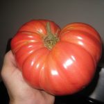 Крупный томат