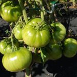 зеленые томаты сорта Сибирские шаньги