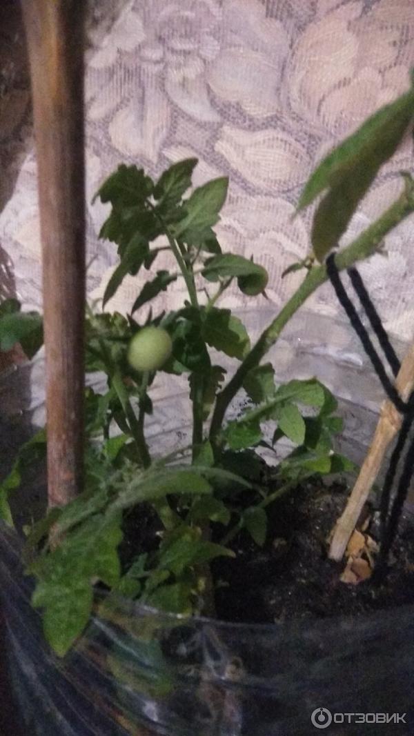 Разросшийся томат