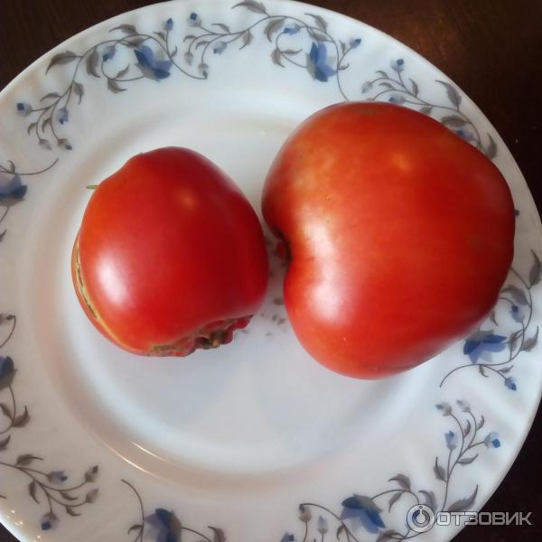 Поспевшие томаты