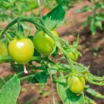 Растущие томаты сорта данко
