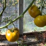 Выращивание томата сорта Монастырская трапеза