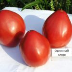 Три помидора сорта Орлиный клюв