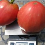 Взвешивание томатов сорта Сенсей