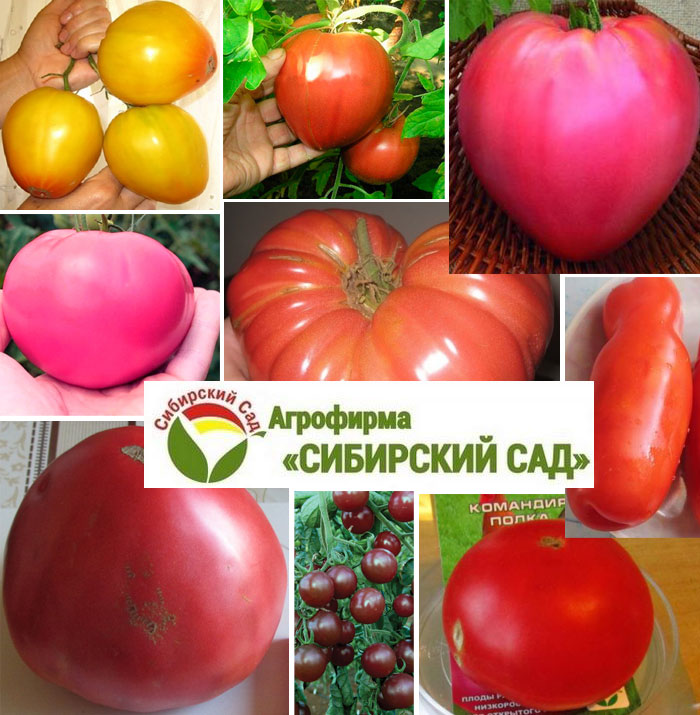 Сорта томатов от Сибирского Сада