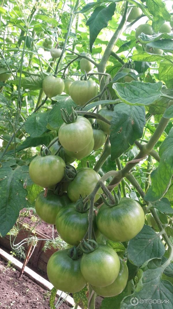 зеленые помидоры