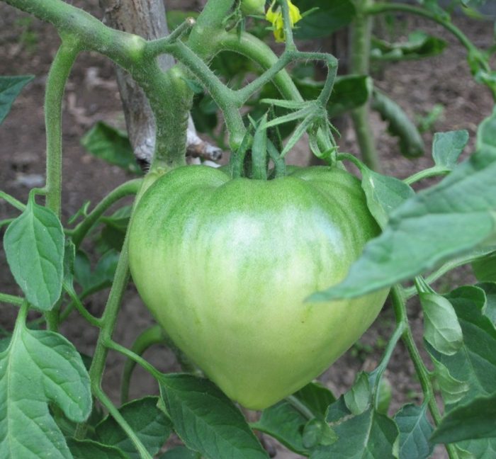 Зеленый томат сорта данко