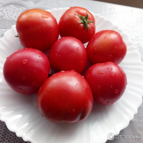 Урожай томатов сорта Депмидов