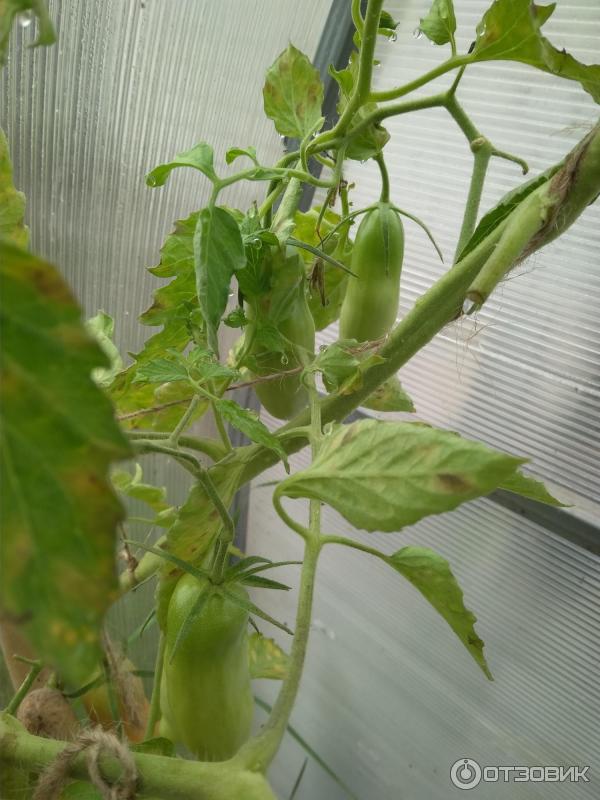 Первые зеленые томаты