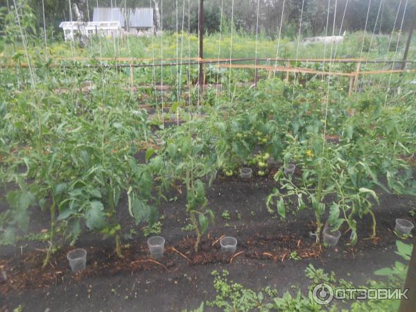 Кусты томата на огороде