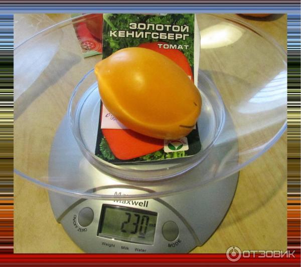 Золотой Кенигсберг томат на весах