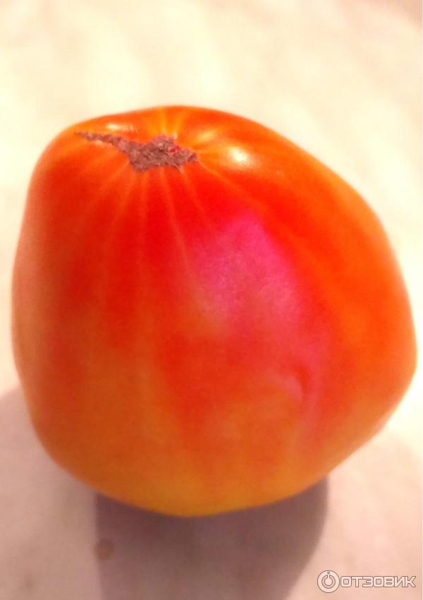 Румяный томат